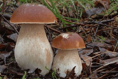 23 Niedziela Zwykła Rok A, 06.09.2026 r. - Ogłoszenia Parafialne